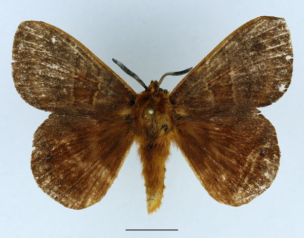 /filer/webapps/moths/media/images/I/insularis_Closterothrix_AM_Basquin_02.jpg