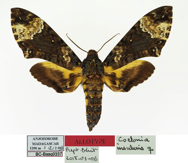 /filer/webapps/moths/media/images/I/insularis_Coelonia_AT_Basquin.jpg