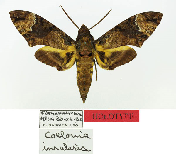 /filer/webapps/moths/media/images/I/insularis_Coelonia_HT_Basquin.jpg