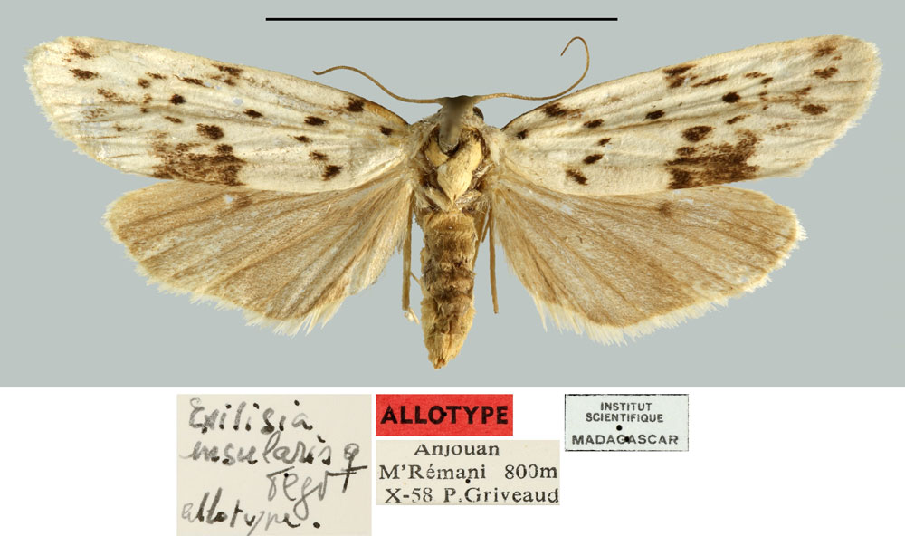 /filer/webapps/moths/media/images/I/insularis_Exilisia_AT_MNHN.jpg
