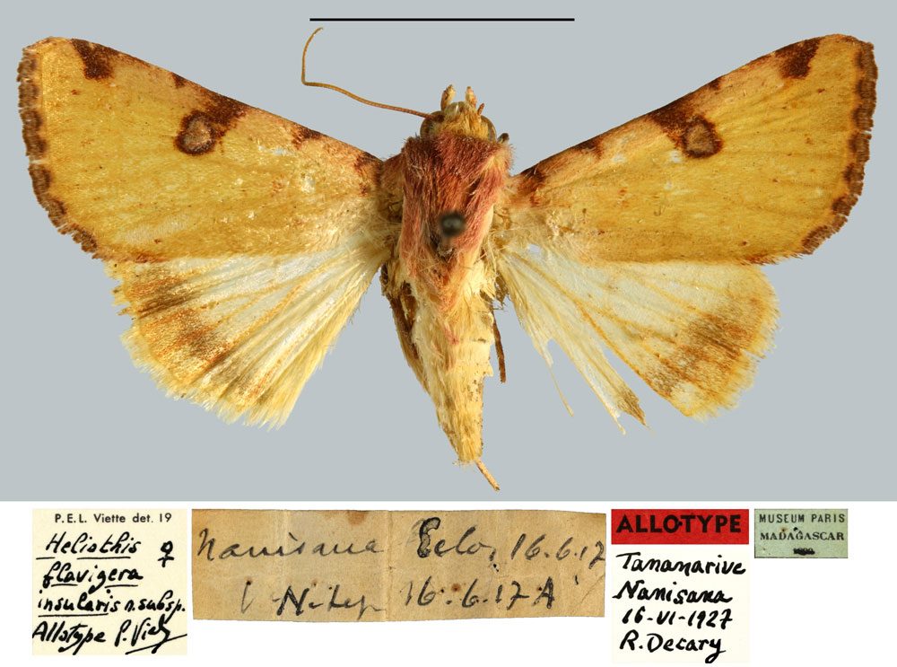 /filer/webapps/moths/media/images/I/insularis_Heliothis_AT_MNHN.jpg
