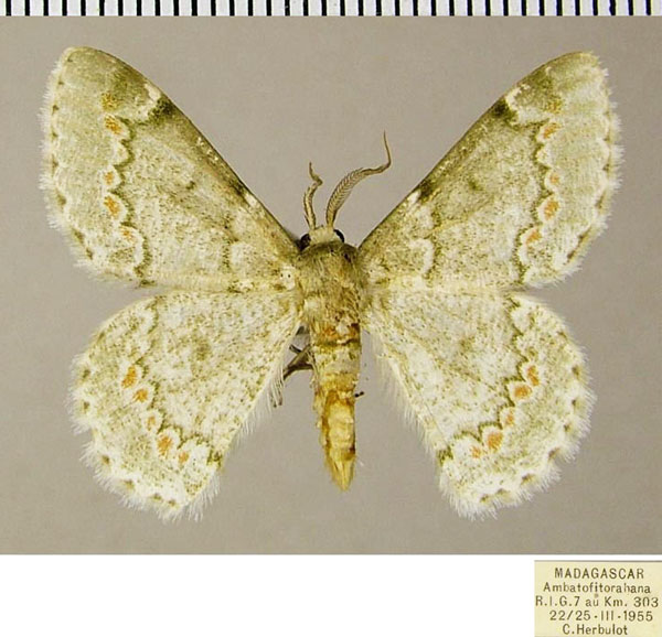 /filer/webapps/moths/media/images/I/insularis_Mimandria_AM_ZSMa.jpg