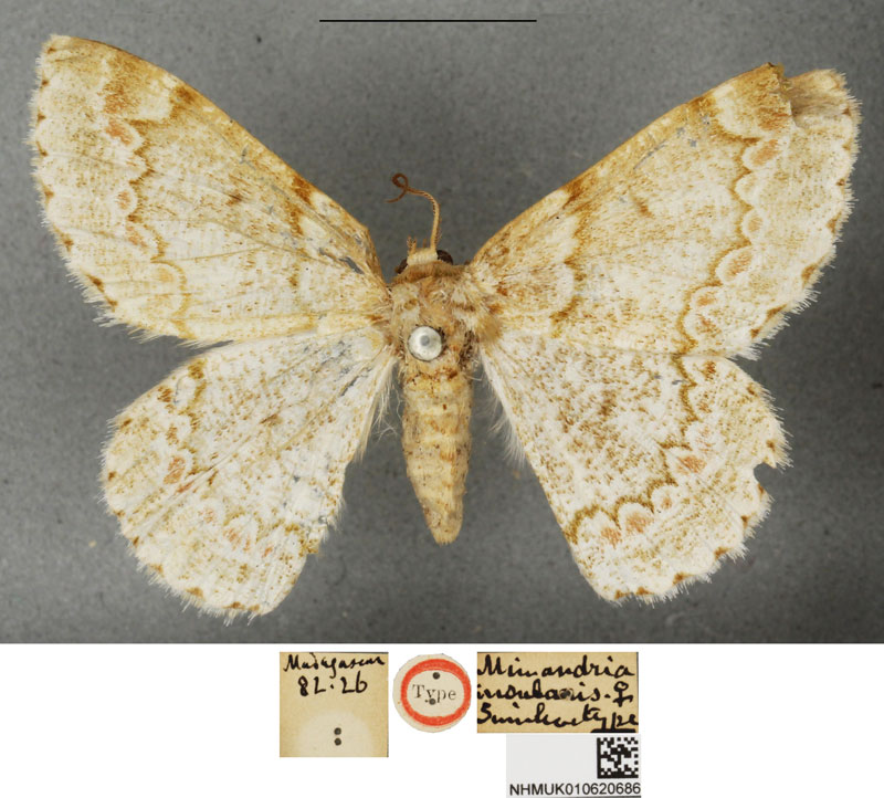 /filer/webapps/moths/media/images/I/insularis_Mimandria_STF_BMNH.jpg