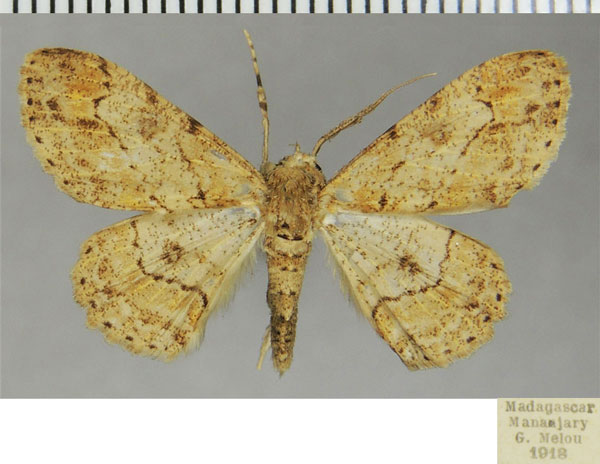 /filer/webapps/moths/media/images/I/insularum_Cleora_AM_ZSMa.jpg