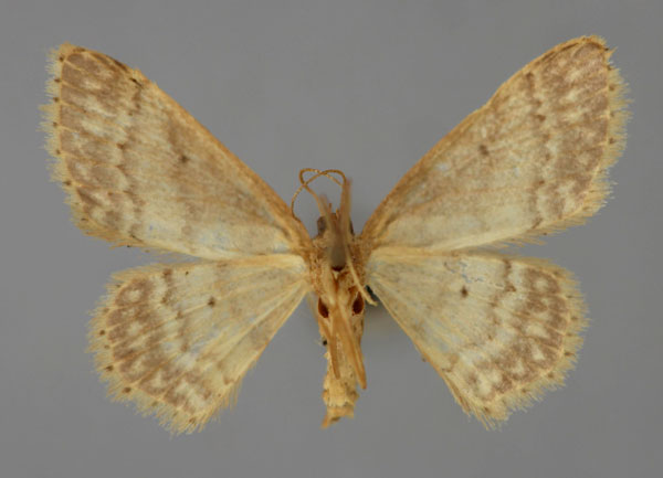 /filer/webapps/moths/media/images/I/insularum_Idaea_A_ZSM_02.jpg
