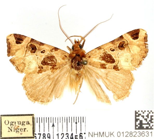 /filer/webapps/moths/media/images/I/insulata_Marcipa_AM_BMNH_01.jpg