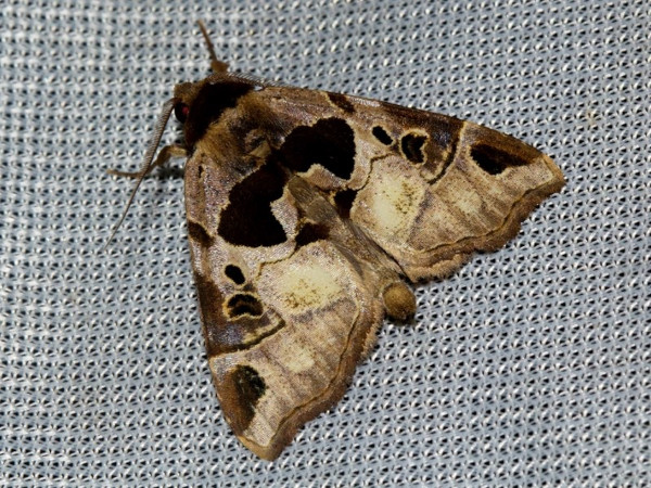 /filer/webapps/moths/media/images/I/insulata_Marcipa_A_Wursten.jpg