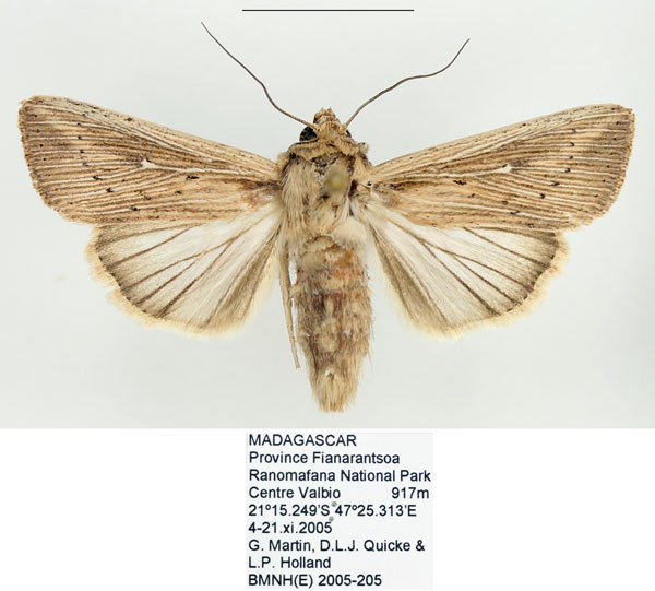 /filer/webapps/moths/media/images/I/insulicola_Leucania_AF_BMNH_01.jpg