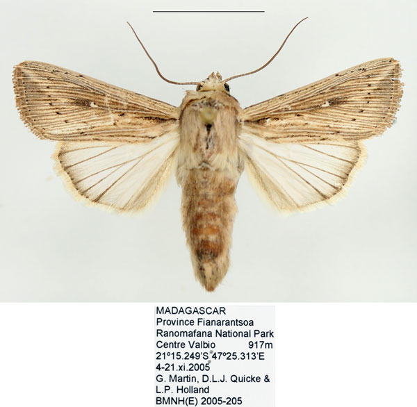 /filer/webapps/moths/media/images/I/insulicola_Leucania_AF_BMNH_02.jpg