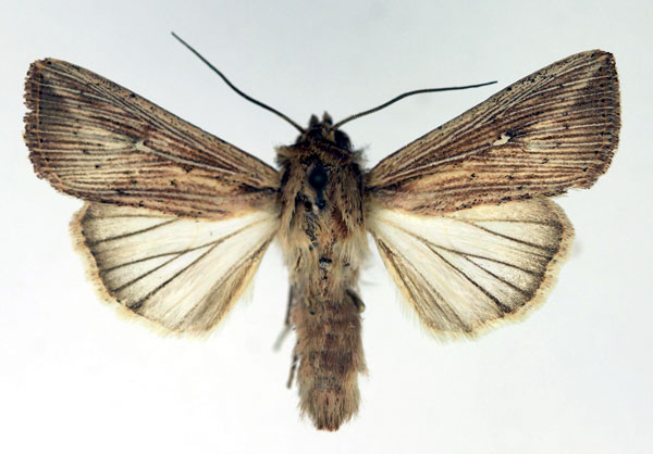 /filer/webapps/moths/media/images/I/insulicola_Leucania_AM_Aulombard.jpg