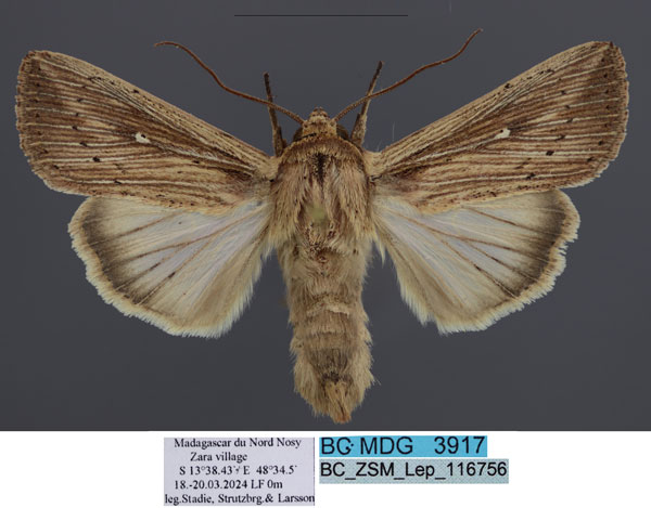 /filer/webapps/moths/media/images/I/insulicola_Leucania_AM_ZSM.jpg