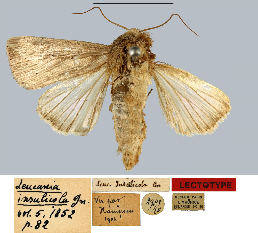 /filer/webapps/moths/media/images/I/insulicola_Leucania_LT_MNHN.jpg