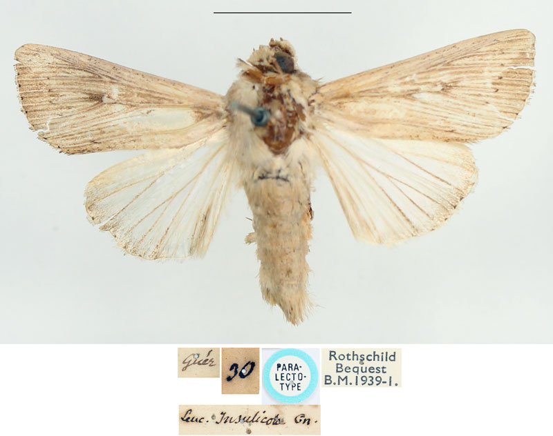 /filer/webapps/moths/media/images/I/insulicola_Leucania_PLT_BMNH.jpg