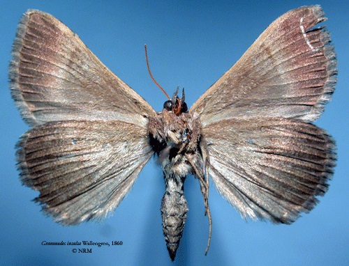 /filer/webapps/moths/media/images/I/insulsa_Grammodes_HT_SNHMb.jpg