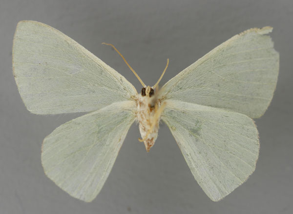 /filer/webapps/moths/media/images/I/insulsa_Lophorrhachia_HT_ZSM_02.jpg