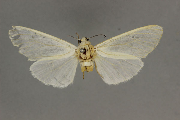 /filer/webapps/moths/media/images/I/intacta_Alpenus_HT_BMNH.jpg