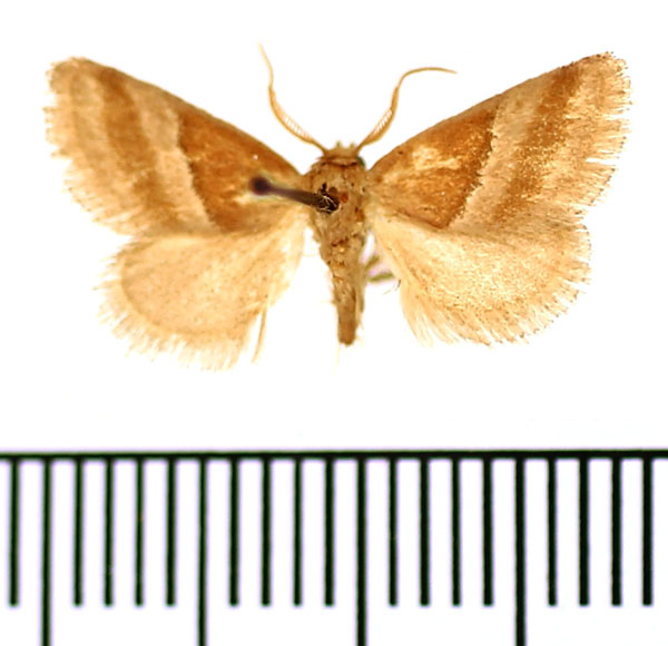/filer/webapps/moths/media/images/I/intacta_Halseyia_AM_BMNH.jpg