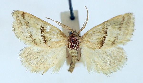 /filer/webapps/moths/media/images/I/intacta_Halseyia_AM_TMSA.jpg