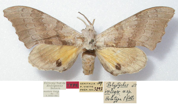 /filer/webapps/moths/media/images/I/integer_Polyptychus_HT_MNHN.jpg