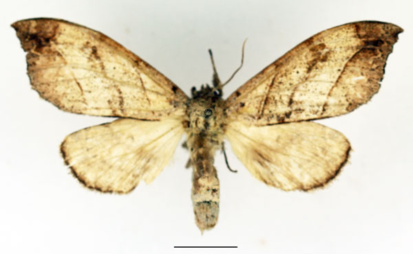 /filer/webapps/moths/media/images/I/integra_Pseudobarobata_AF_Basquin.jpg