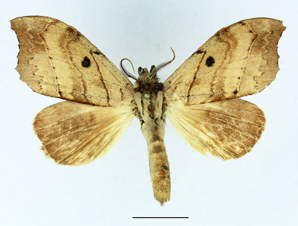 /filer/webapps/moths/media/images/I/integra_Pseudobarobata_AM_Basquin_02.jpg
