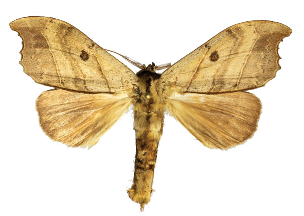/filer/webapps/moths/media/images/I/integra_Pseudobarobata_AM_ZMJU.jpg