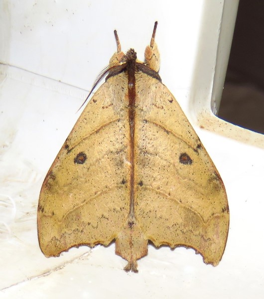 /filer/webapps/moths/media/images/I/integra_Pseudobarobata_M_Bergsma.jpg