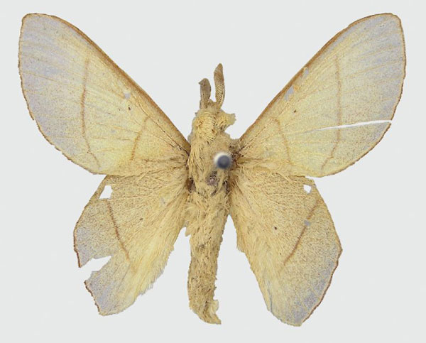 /filer/webapps/moths/media/images/I/integra_Sonitha_HT_RMCA.jpg