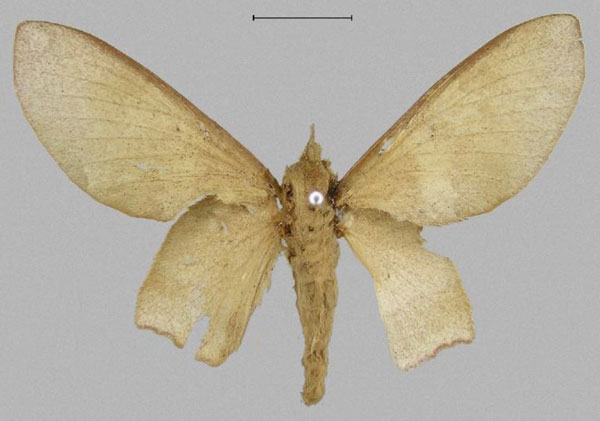 /filer/webapps/moths/media/images/I/integra_Sonitha_PTF_NHMUK.jpg