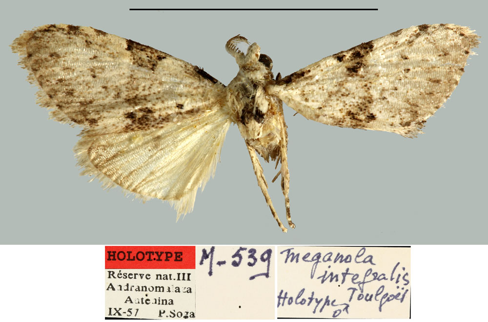 /filer/webapps/moths/media/images/I/integralis_Meganola_HT_MNHN.jpg