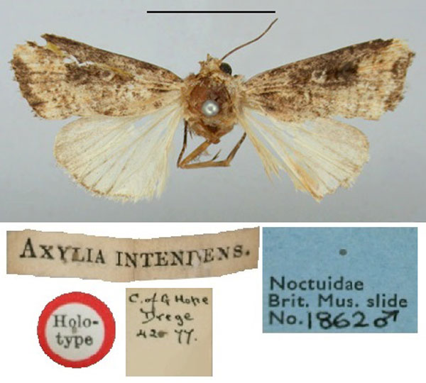 /filer/webapps/moths/media/images/I/intendens_Axylia_HT_BMNH.jpg