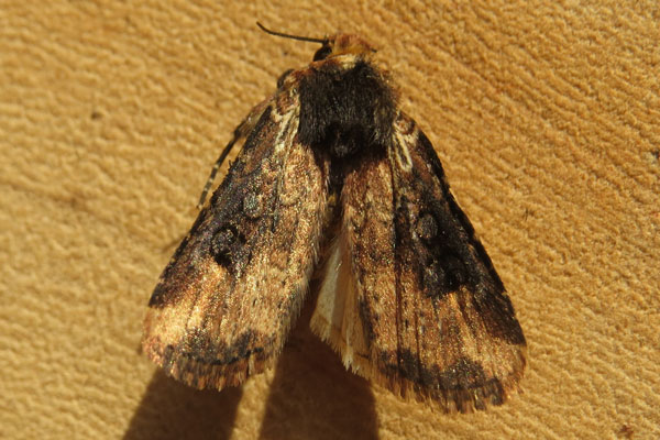 /filer/webapps/moths/media/images/I/intendens_Micragrotis_A_Heymansa.jpg