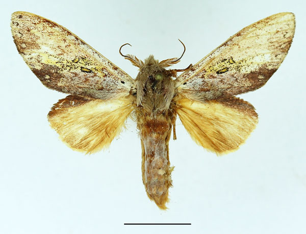 /filer/webapps/moths/media/images/I/intensiva_Tricholoba_AM_Basquin_02.jpg