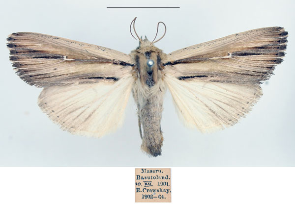 /filer/webapps/moths/media/images/I/interciliata_Leucania_AF_BMNH.jpg