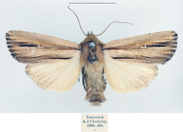 /filer/webapps/moths/media/images/I/interciliata_Leucania_AM_BMNH_01.jpg