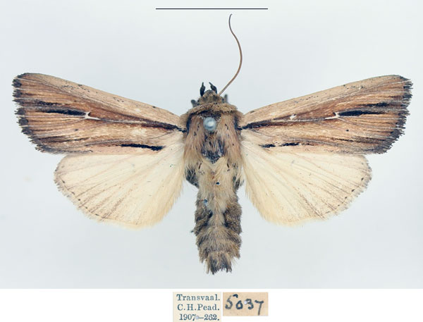 /filer/webapps/moths/media/images/I/interciliata_Leucania_AM_BMNH_02.jpg