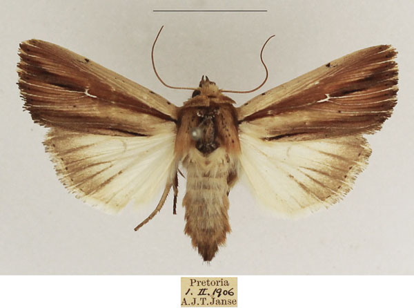 /filer/webapps/moths/media/images/I/interciliata_Mythimna_AF_TMSA_01.jpg