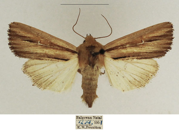 /filer/webapps/moths/media/images/I/interciliata_Mythimna_AF_TMSA_02.jpg