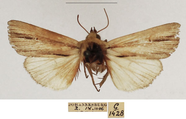 /filer/webapps/moths/media/images/I/interciliata_Mythimna_AM_TMSA_02.jpg