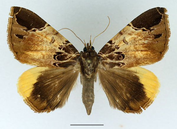 /filer/webapps/moths/media/images/I/intercisa_Achaea_AF_Basquin.jpg