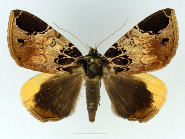 /filer/webapps/moths/media/images/I/intercisa_Achaea_AM_Basquin.jpg
