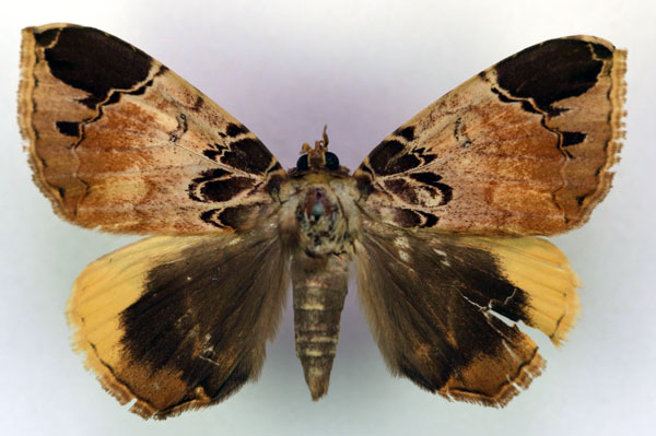 /filer/webapps/moths/media/images/I/intercisa_Achaea_A_RMCA.jpg