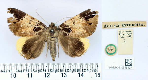 /filer/webapps/moths/media/images/I/intercisa_Achaea_HT_BMNH.jpg