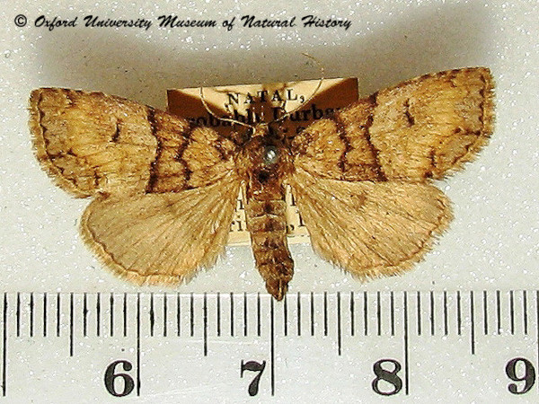 /filer/webapps/moths/media/images/I/interitalils_Sarmatia_A_OUMNH.jpg