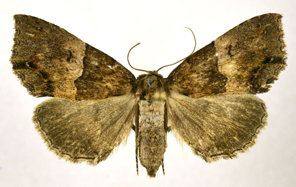 /filer/webapps/moths/media/images/I/interitalis_Sarmatia_AF_NHMO.jpg