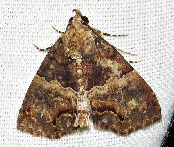/filer/webapps/moths/media/images/I/interitalis_Sarmatia_A_Braun_04.jpg