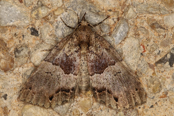 /filer/webapps/moths/media/images/I/interitalis_Sarmatia_A_Heyns.jpg