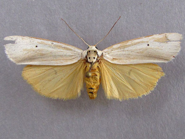 /filer/webapps/moths/media/images/I/interjecta_Paraona_A_Baron_01.jpg