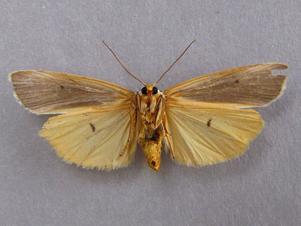 /filer/webapps/moths/media/images/I/interjecta_Paraona_A_Baron_02.jpg
