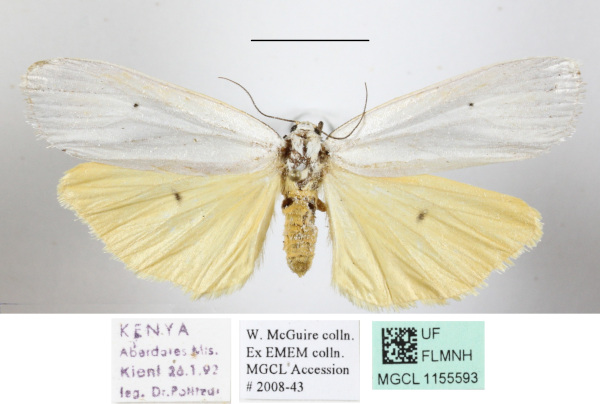 /filer/webapps/moths/media/images/I/interjecta_Paraona_A_MGCLa_01.jpg